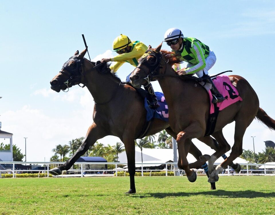 Celtic Dispute - Royal Palm Juvenile Stakes - Gulfstream Park - Coglianese Photo