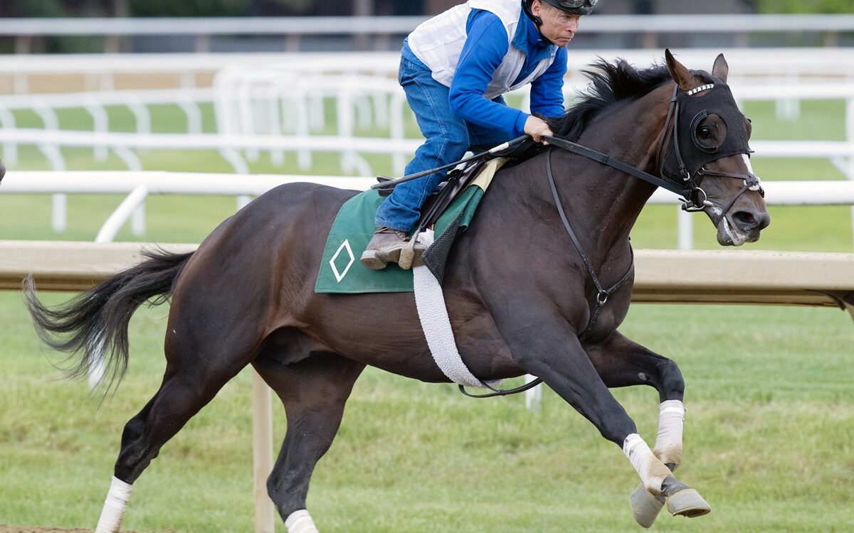 Chief Wallabee - Barbara D. Livingston - Daily Racing Form