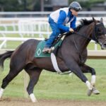 Chief Wallabee - Barbara D. Livingston - Daily Racing Form