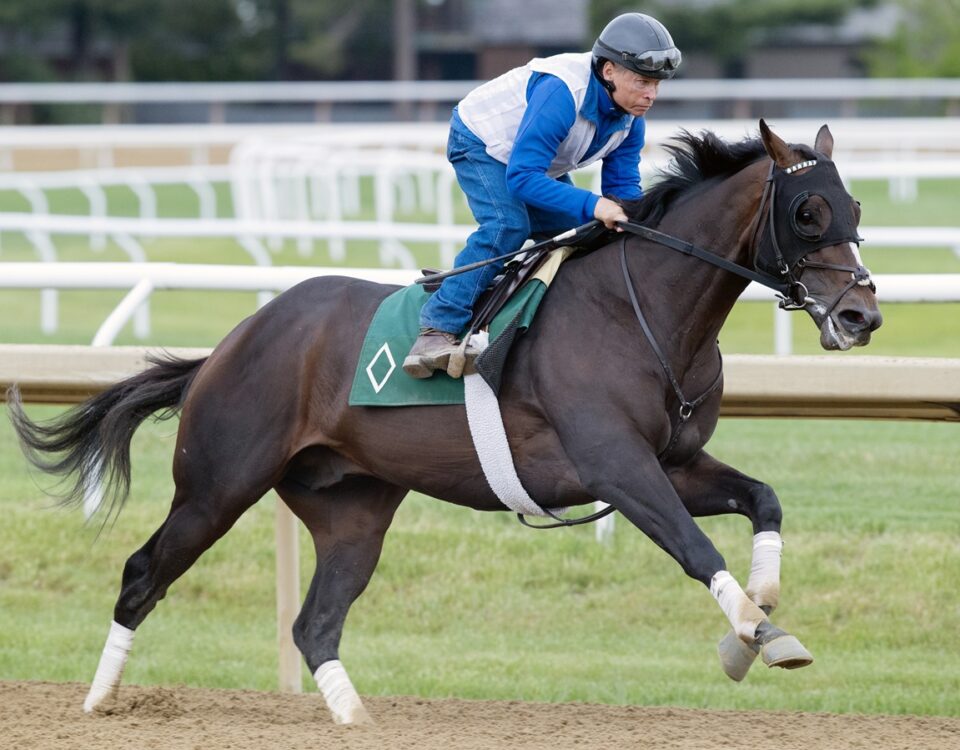 Chief Wallabee - Barbara D. Livingston - Daily Racing Form