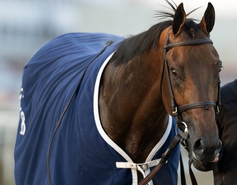 Iron Honor - Barbara D. Livingston - Daily Racing Form
