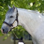 Liam's Map - Lane's End Farm - Barbara D. Livingston - Daily Racing Form