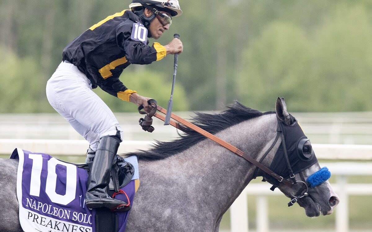 Napoleon Solo - Preakness G1 - Barbara D. Livingston - Daily Racing Form