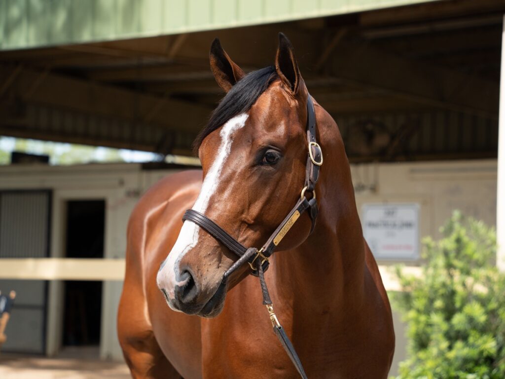OBS Hip No. 1056 por Flightline - OBS_VidHorse Photo