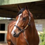 OBS Hip No. 1056 por Flightline - OBS_VidHorse Photo