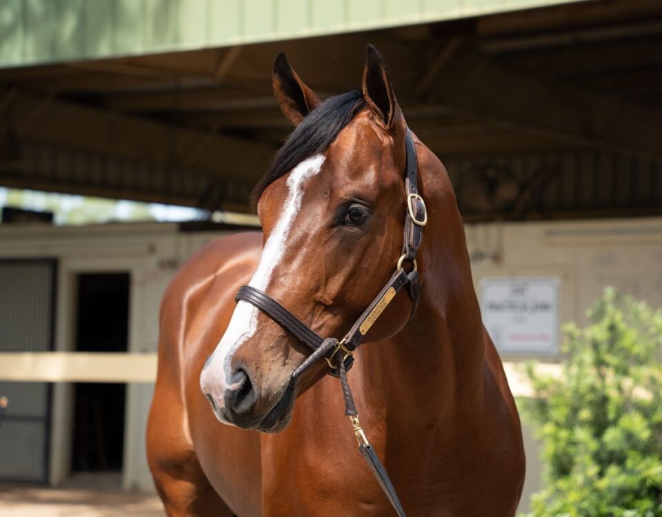 OBS Hip No. 1056 por Flightline - OBS_VidHorse Photo