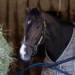 Ocelli - Debbie Roma - Daily Racing Form