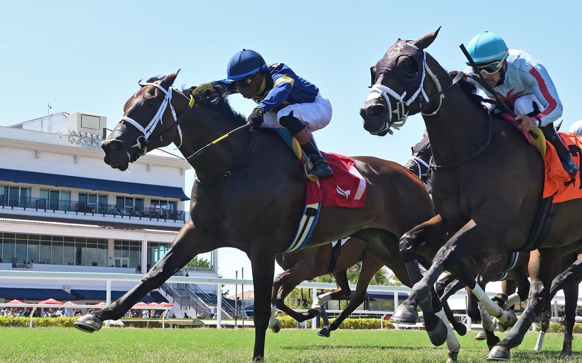 Turino - Monroe Stakes - Gulfstream Park - Ryan Thompson - Coglianese Photo