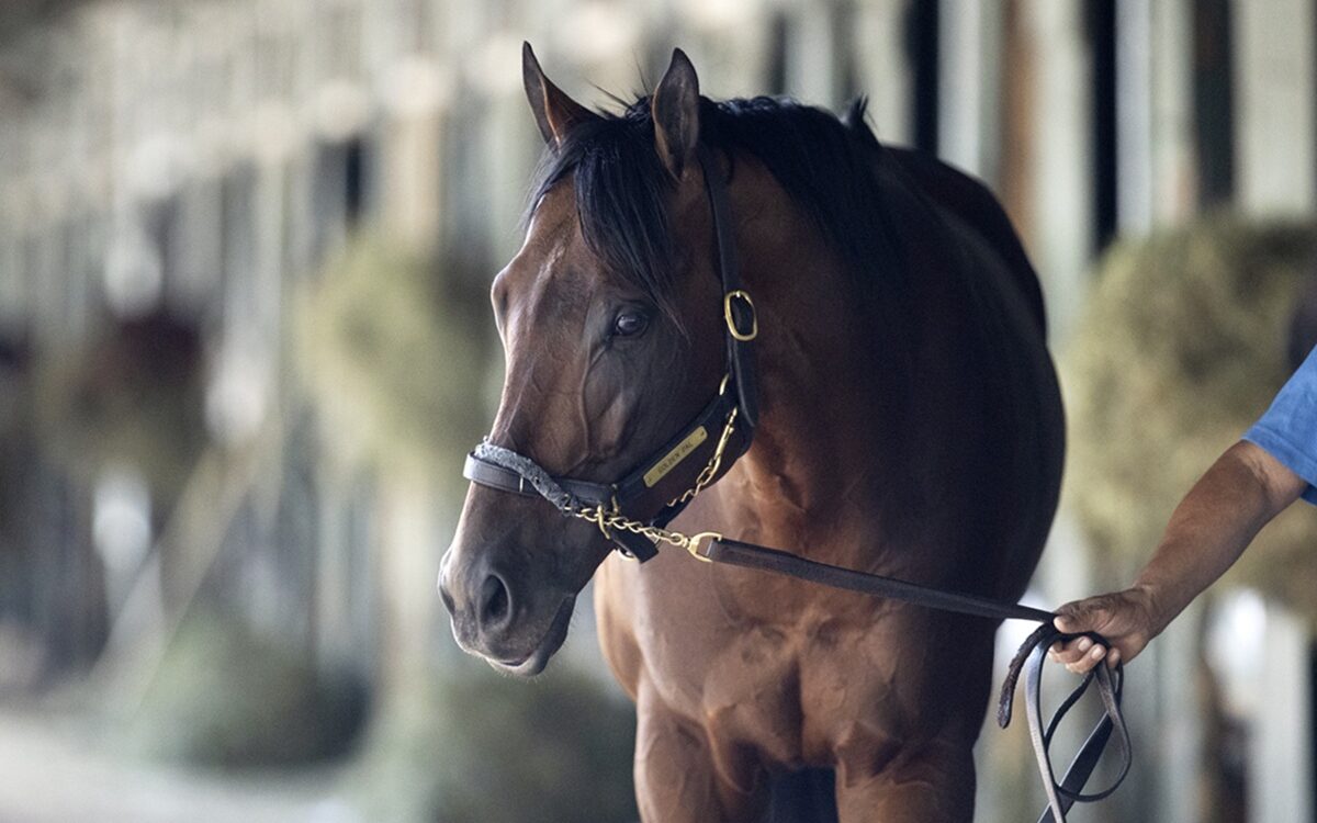 Golden Pal - Barbara D. Livingston - Daily Racing Form