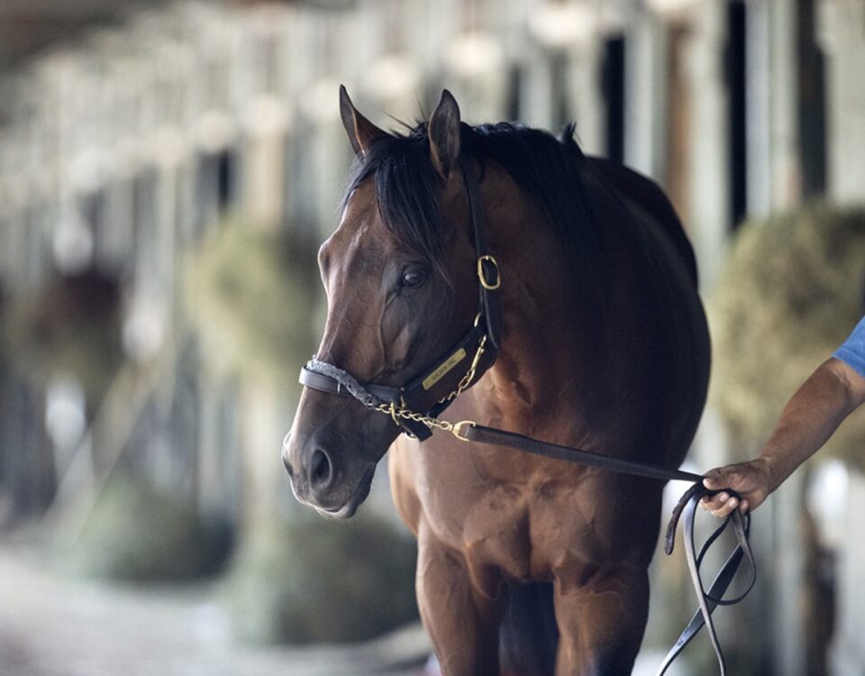 Golden Pal - Barbara D. Livingston - Daily Racing Form