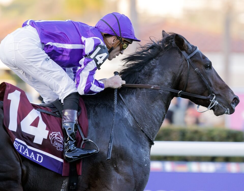 Gstaad - photo credit Barbara D. Livingston - Daily Racing Form