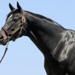 Not This Time - Barbara D. Livingston - Daily Racing Form