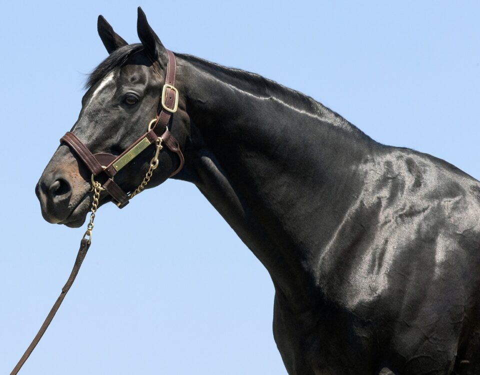 Not This Time - Barbara D. Livingston - Daily Racing Form