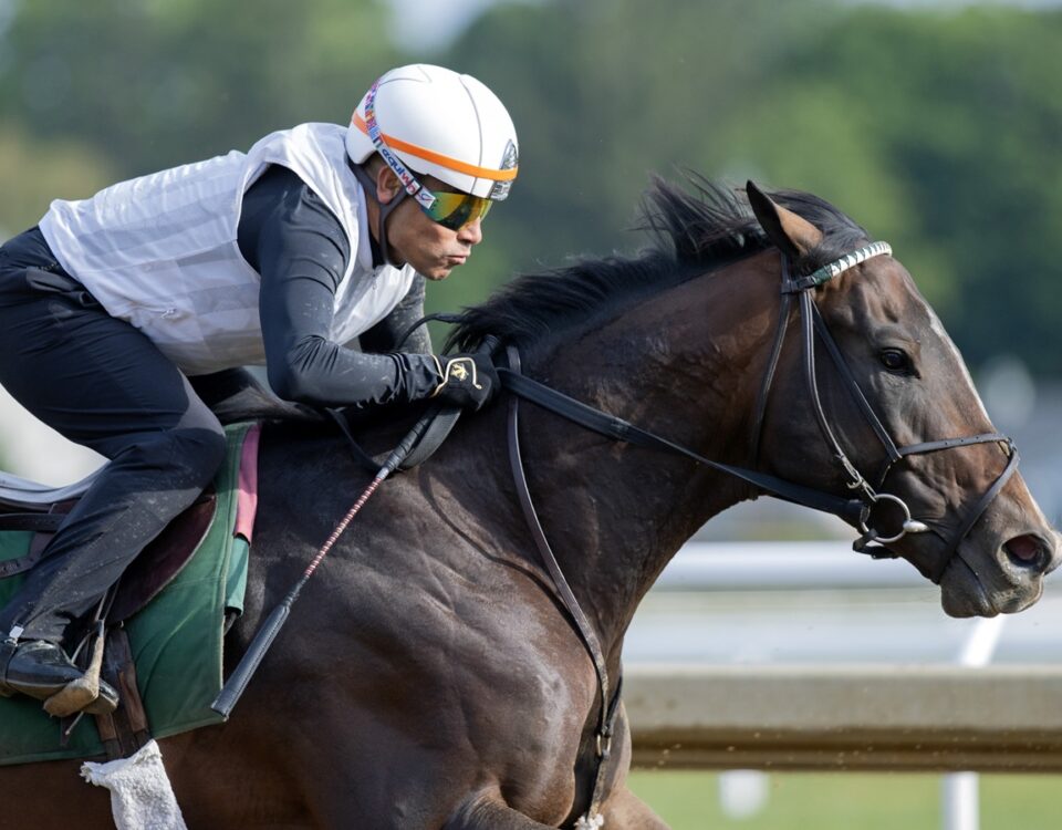 Sovereignty - Barbara D. Livingston - Daily Racing Form
