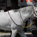 White Abarrio - photo credit Barbara D. Livingston - Daily Racing Form