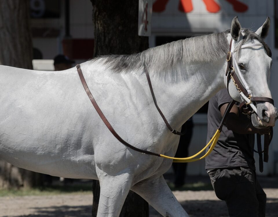 White Abarrio - photo credit Barbara D. Livingston - Daily Racing Form