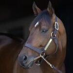 Flightline - Barbara D. Livingston - Daily Racing Form
