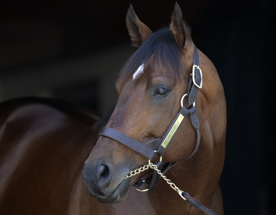 Flightline - Barbara D. Livingston - Daily Racing Form