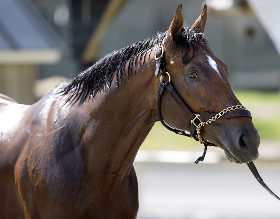Journalism - Barbara D. Livingston - Daily Racing Form