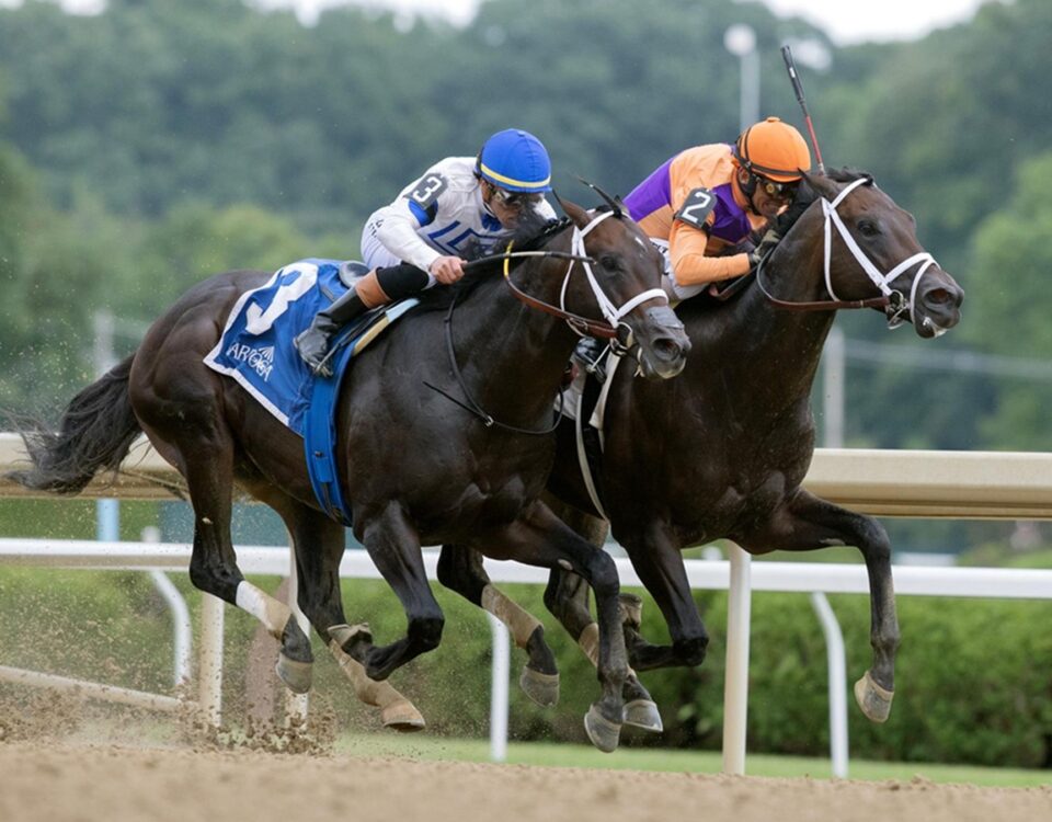 Local Knowledge - Amsterdam Stakes G2 - Saratoga - Barbara D. Livingston - Daily Racing Form