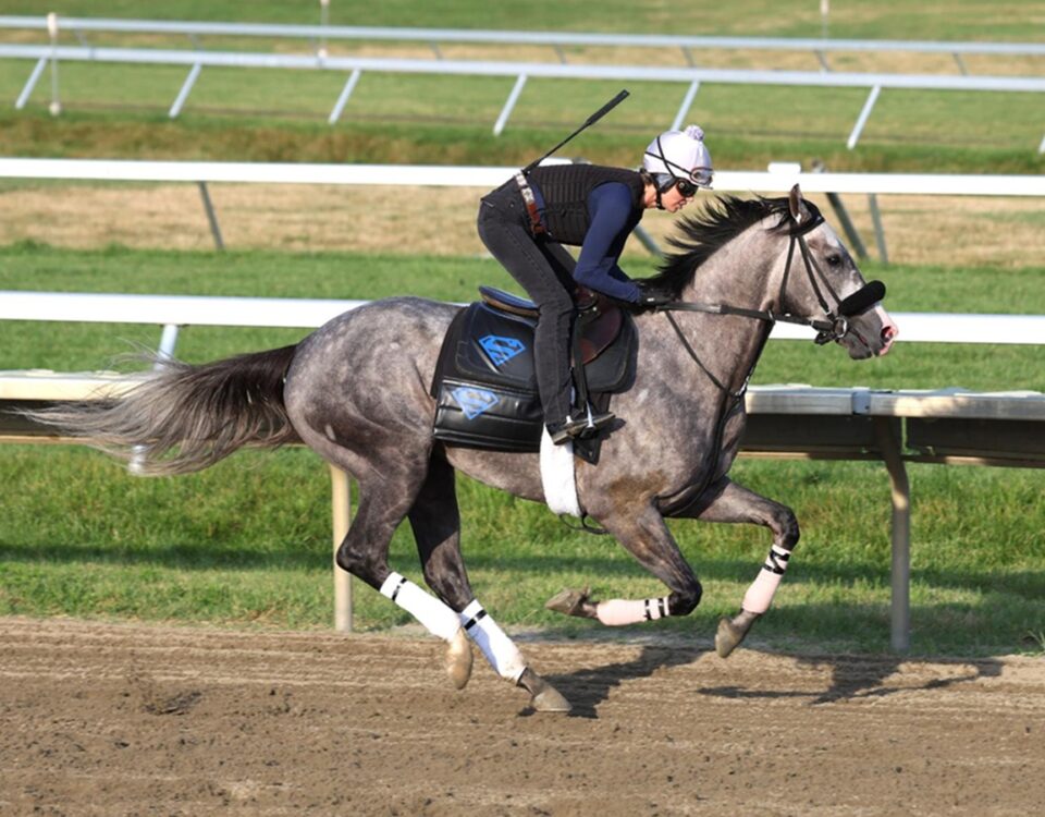 Napoleon Solo - Equi-Photo
