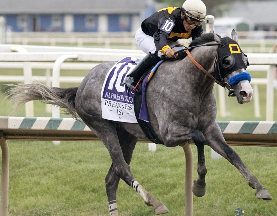 Napoleon Solo - Preakness G1 - Barbara D. Livingston - Daily Racing Form