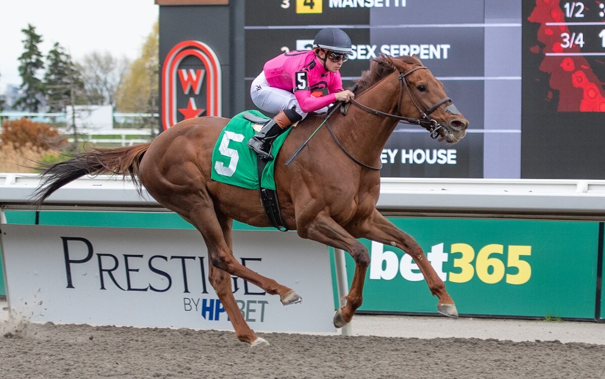 Paramount Prince - Julie Wright - Daily Racing Form