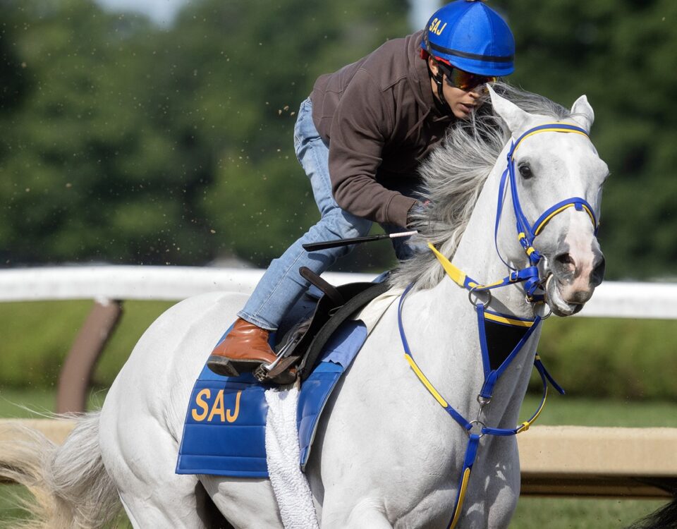 White Abarrio - Barbara D. Livingston - Daily Racing Form