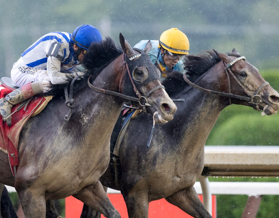 Stars and Stripes - Barbara D. Livingston - Daily Racing Form