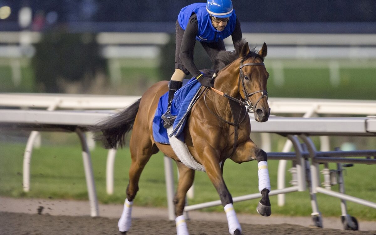 Canadian International Championship contender Arabian Crown at Woodbine Racetrack / Michael Burns Photo