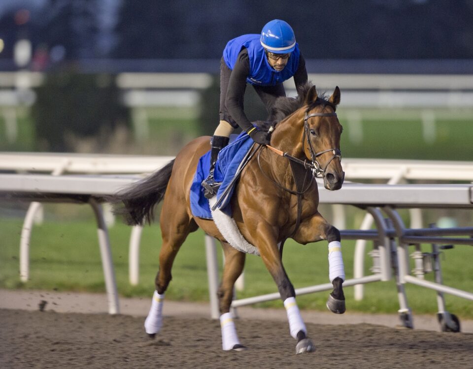 Canadian International Championship contender Arabian Crown at Woodbine Racetrack / Michael Burns Photo