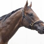 Leading Change - Barbara D. Livingston - Daily Racing Form