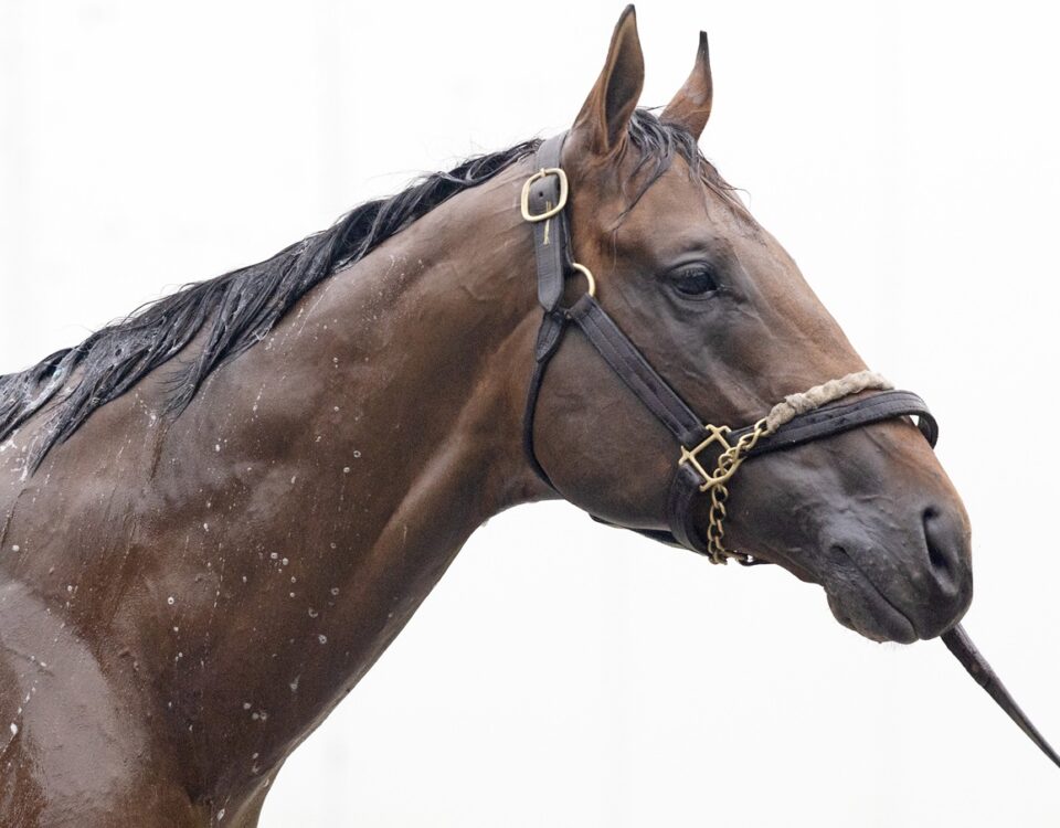 Leading Change - Barbara D. Livingston - Daily Racing Form