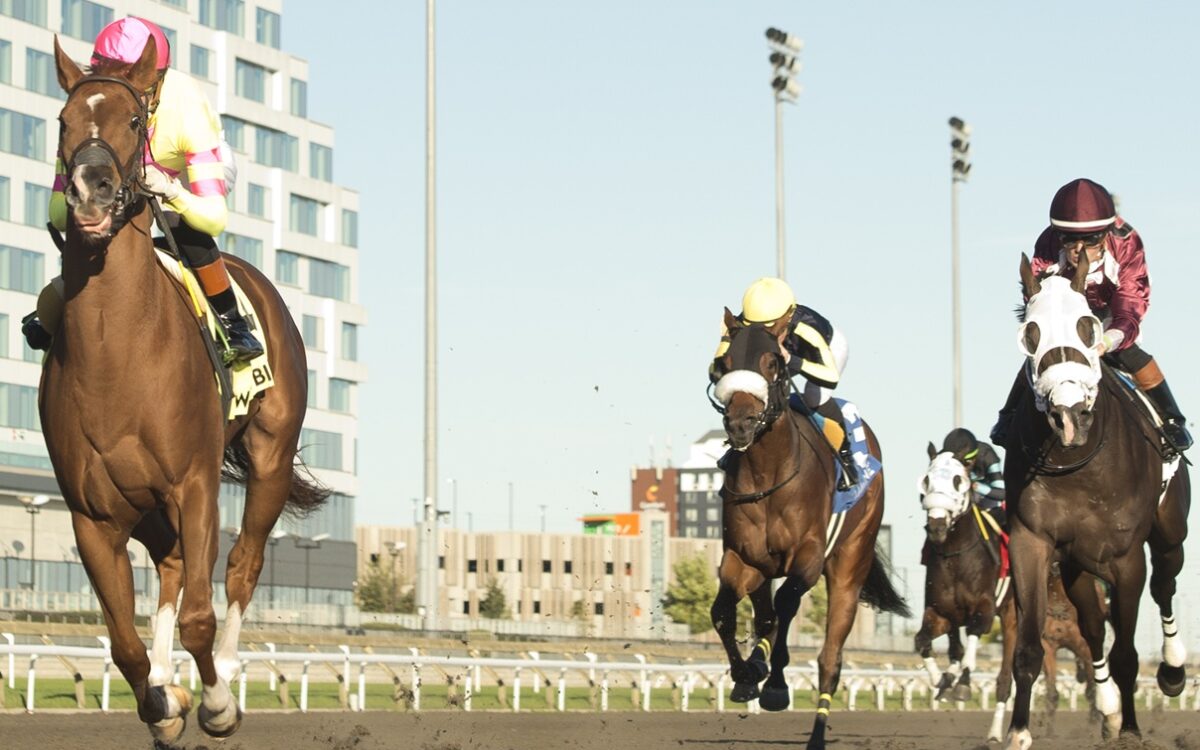Magical Trickster - Frost King Stakes - Woodbine / Michael Burns Photo