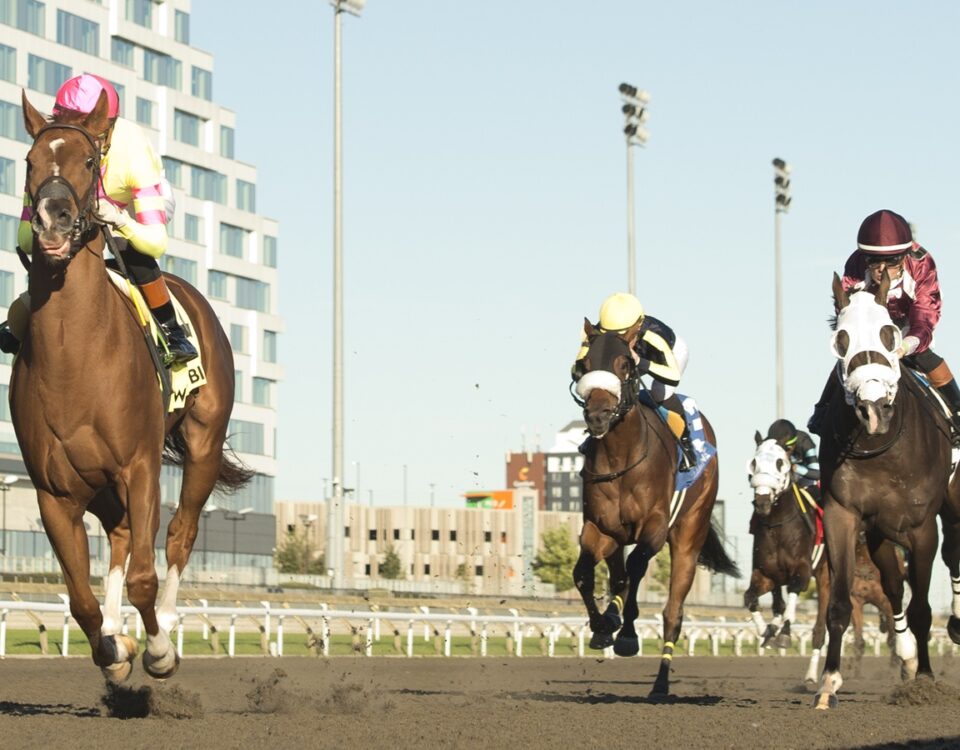 Magical Trickster - Frost King Stakes - Woodbine / Michael Burns Photo