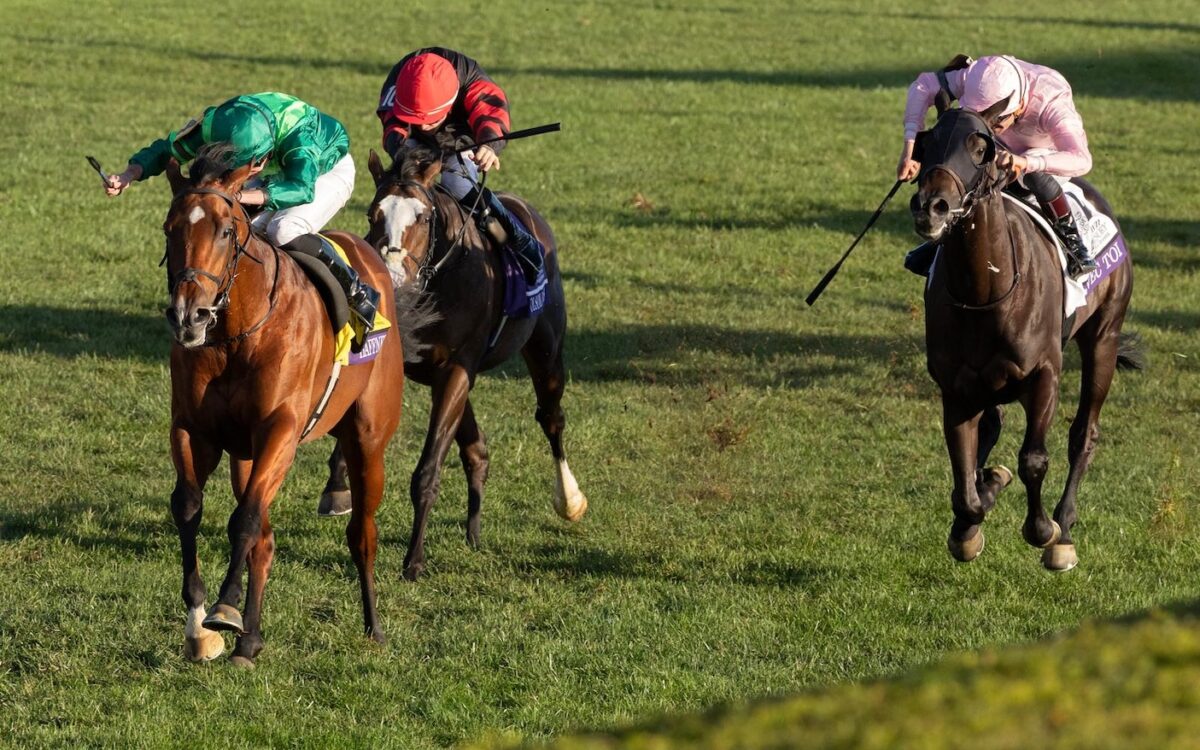 Haffner (Justify) - Breeders’ Cup Juvenile Turf  G1 $1,000,000