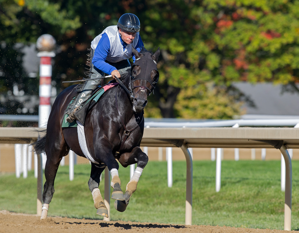 Knightsbridge - Barbara D. Livingston - Daily Racing Form