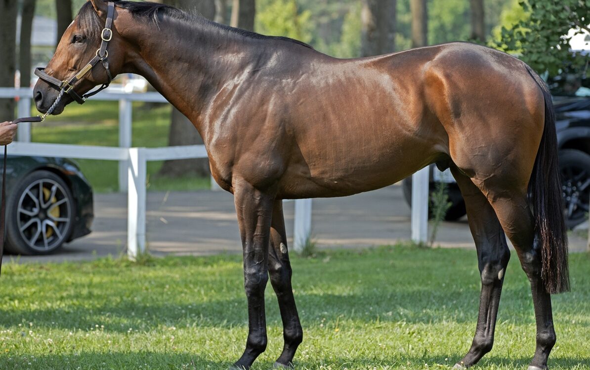 Sierra Leone - Barbara D. Livingston - Daily Racing Form