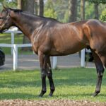 Sierra Leone - Barbara D. Livingston - Daily Racing Form