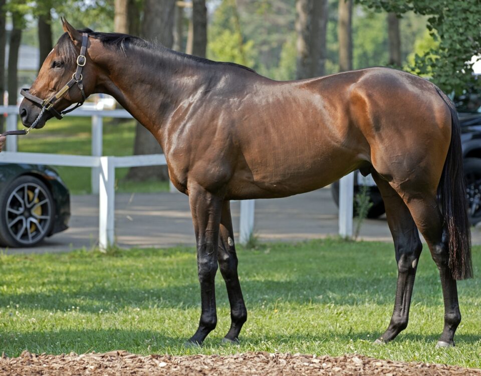 Sierra Leone - Barbara D. Livingston - Daily Racing Form
