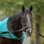 Sovereignty - Barbara D. Livingston - Daily Racing Form