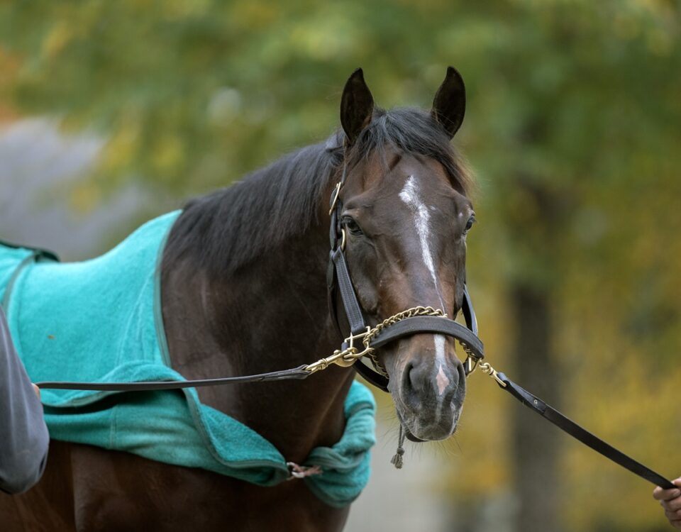 Sovereignty - Barbara D. Livingston - Daily Racing Form