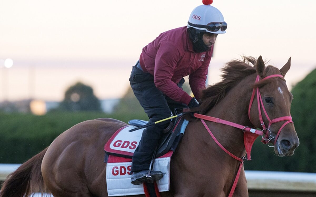 The Puma - Barbara D. Livingston / Daily Racing Form