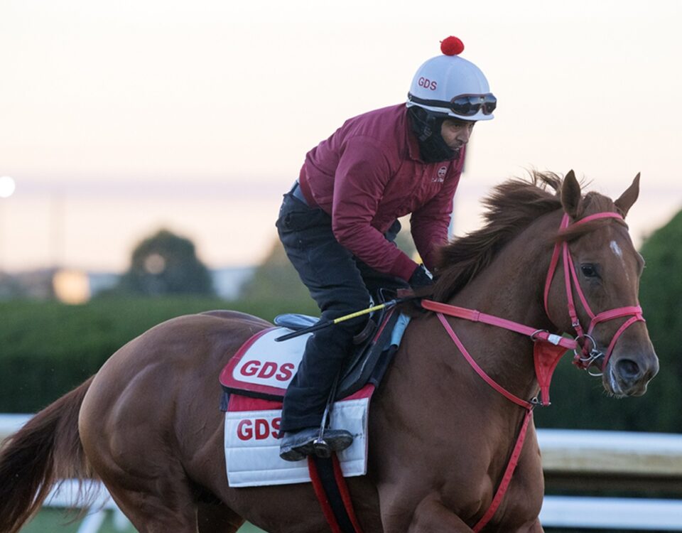 The Puma - Barbara D. Livingston / Daily Racing Form