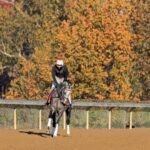 Breeders' Cup ejercicios, octubre 28 - Barbara D. Livingston, Daily Racing Form