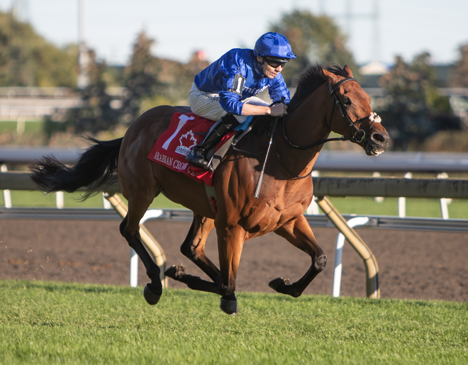 Arabian Crown (Fr) - Canadian International Stakes G1 - Julie Wright - Daily Racing Form